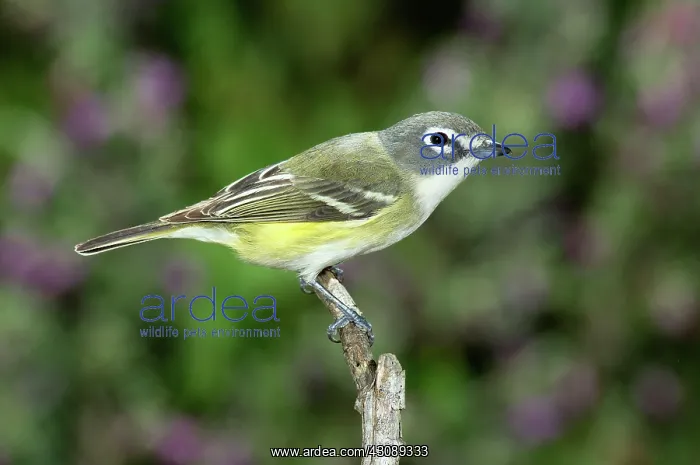 : Blue-headed Vireo : Blue-headed Vireo