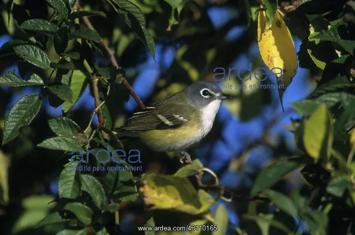 : Blue-headed Vireo : Blue-headed Vireo