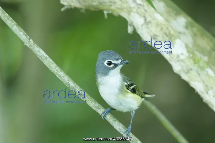 : Blue-headed Vireo - on migration : Blue-headed Vireo - on migration