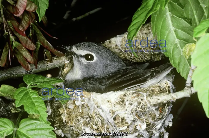 : Blue-headed Vireo (Vireo solitarius) in nest : Blue-headed Vireo (Vireo solitarius) in nest