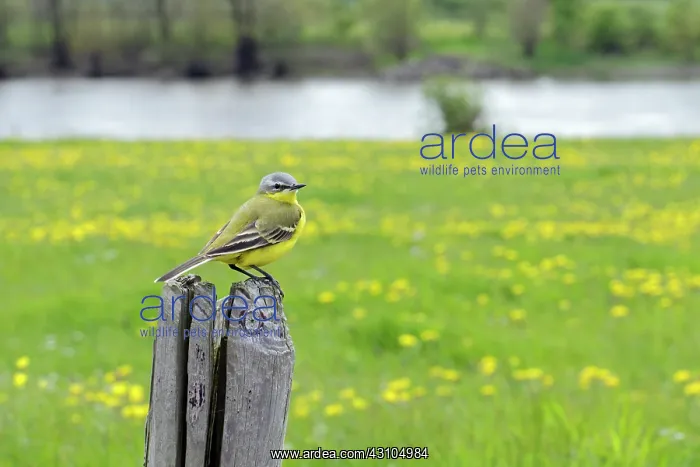 : Blue-headed Wagtail : Blue-headed Wagtail