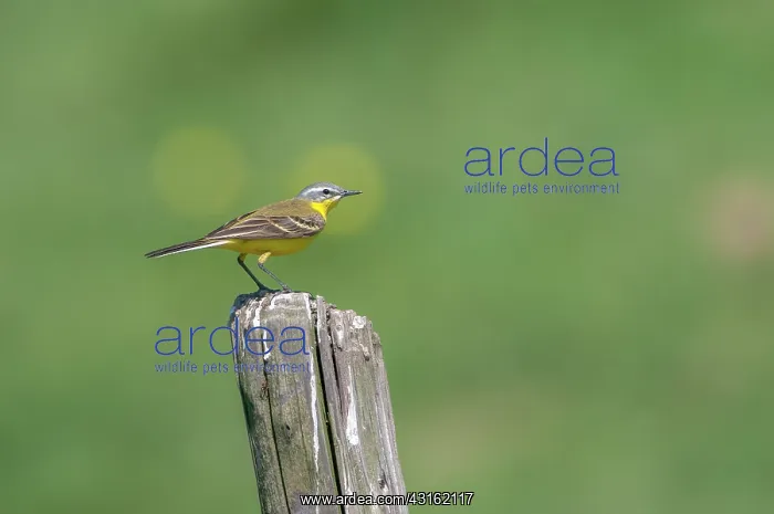 : Blue-headed Wagtail : Blue-headed Wagtail