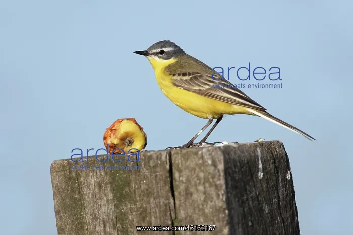 : Blue-headed Wagtail : Blue-headed Wagtail