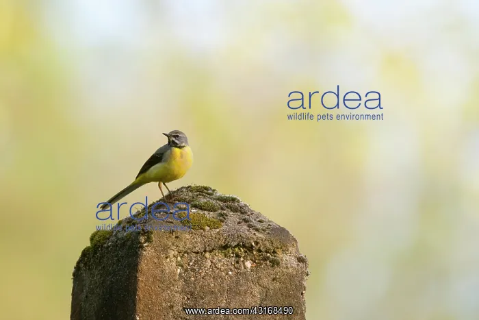 : Blue-headed Wagtail : Blue-headed Wagtail