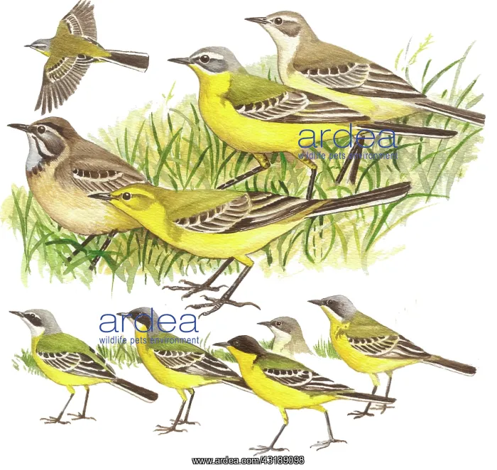: Blue-headed Wagtail : Blue-headed Wagtail