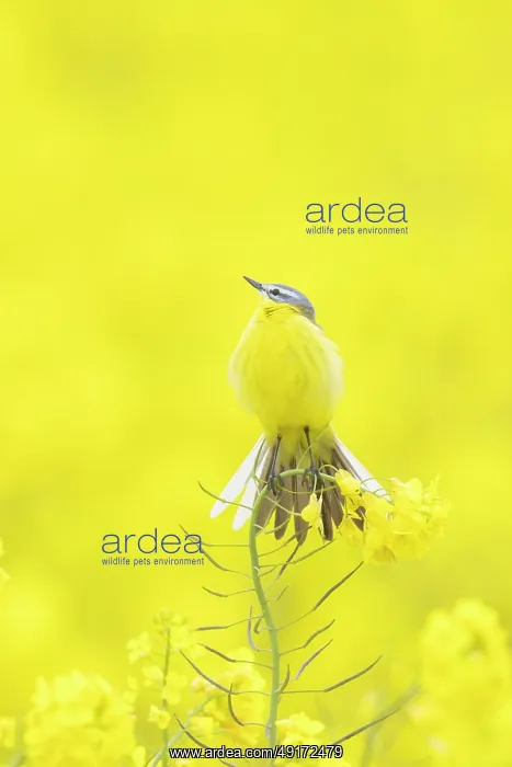 : Blue-headed Wagtail : Blue-headed Wagtail