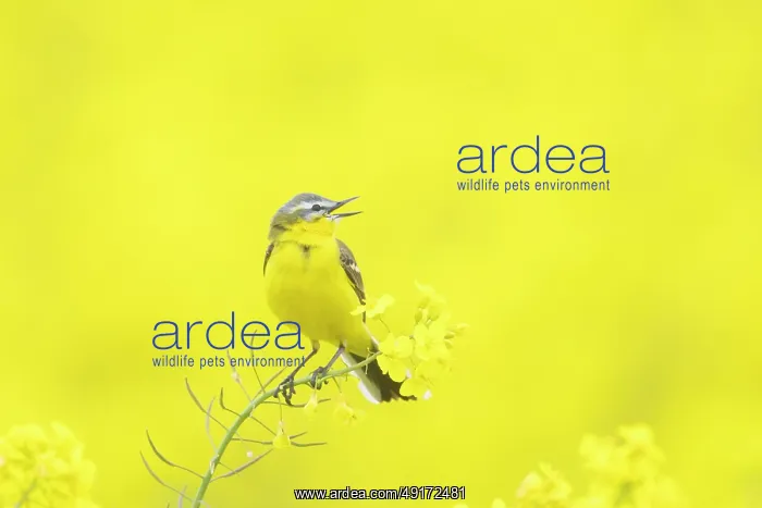 : Blue-headed Wagtail : Blue-headed Wagtail