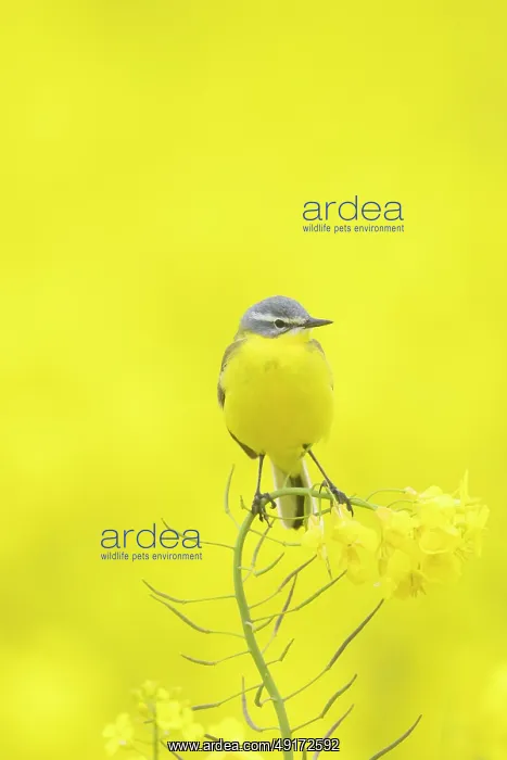 : Blue-headed Wagtail : Blue-headed Wagtail