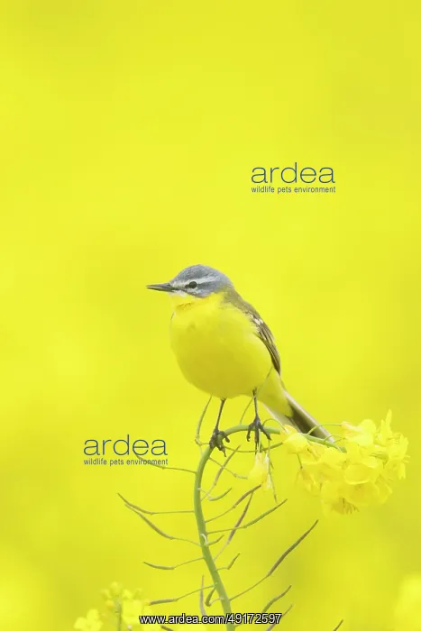 : Blue-headed Wagtail : Blue-headed Wagtail
