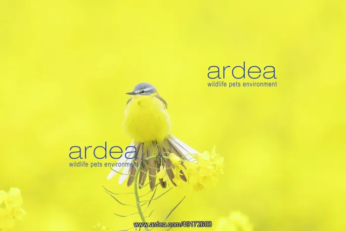 : Blue-headed Wagtail : Blue-headed Wagtail