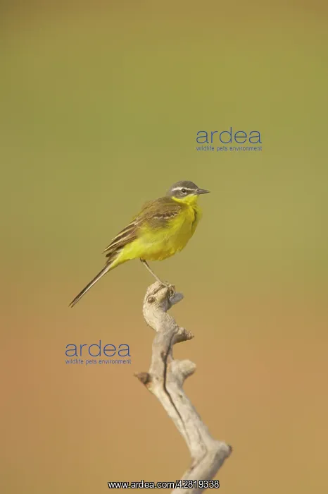 : Blue-Headed Wagtail - Female : Blue-Headed Wagtail - Female