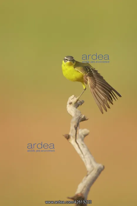 : Blue-Headed Wagtail - Female stretching wing : Blue-Headed Wagtail - Female stretching wing