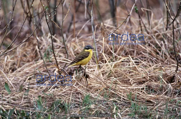 : BLUE HEADED WAGTAIL - ON GRASS : BLUE HEADED WAGTAIL - ON GRASS