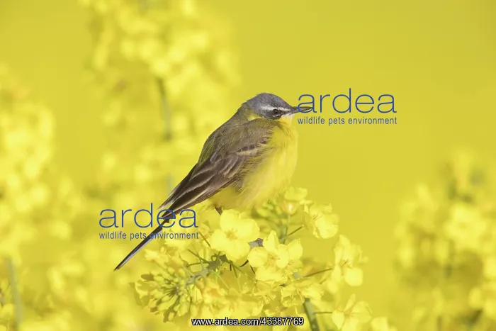: Blue-headed Wagtail male : Blue-headed Wagtail male