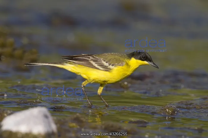 : Blue-headed Wagtail (Motacilla flava) foraging : Blue-headed Wagtail (Motacilla flava) foraging