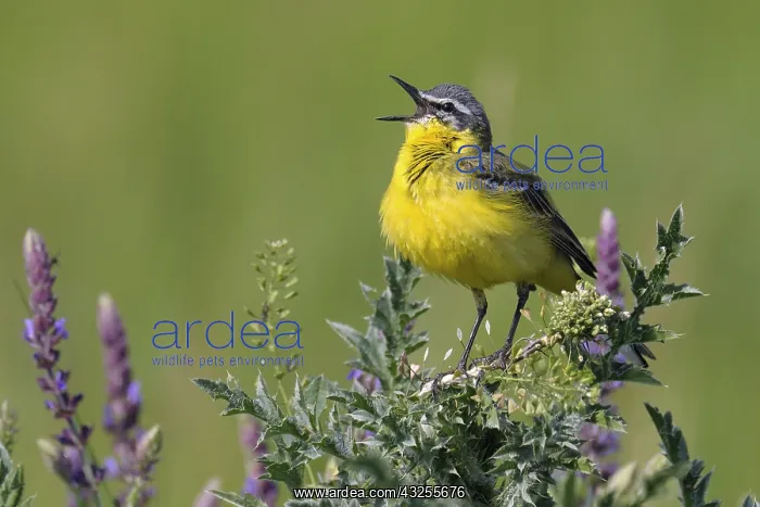 : Blue-headed Wagtail (Motacilla flava) singing : Blue-headed Wagtail (Motacilla flava) singing