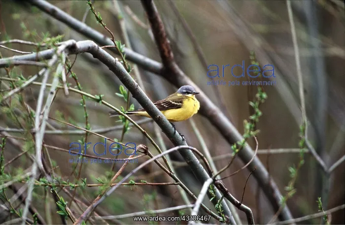 : Blue Headed WAGTAIL - on twig : Blue Headed WAGTAIL - on twig