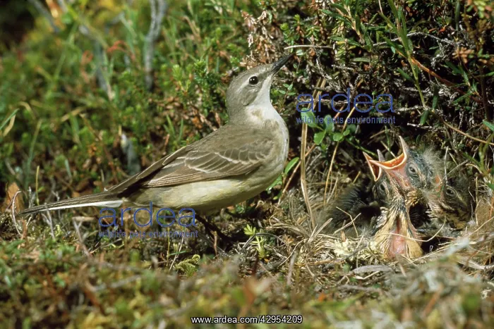 : Blue-headed Yellow Wagtail : Blue-headed Yellow Wagtail
