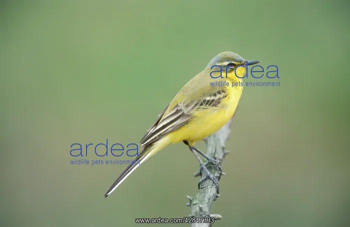 : Blue-headed Yellow WAGTAIL - perched : Blue-headed Yellow WAGTAIL - perched