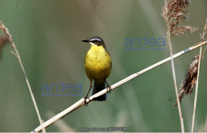 : Blue-headed Yellow WAGTAIL - perched on bamboo : Blue-headed Yellow WAGTAIL - perched on bamboo