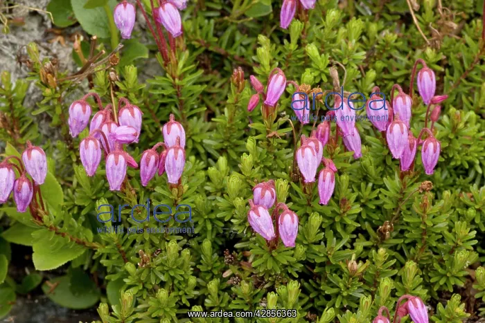: Blue heath in flower : Blue heath in flower