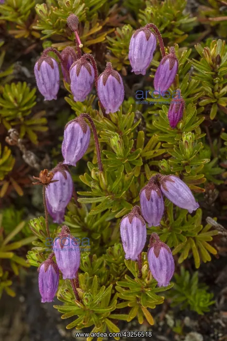 : Blue heath, Phyllodoce caerulea, in flower. Very rare in UK : Blue heath, Phyllodoce caerulea, in flower. Very rare in UK
