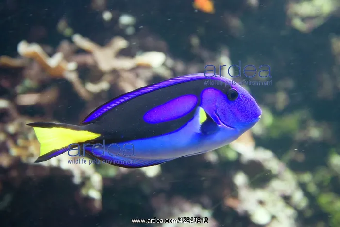 : Blue hippo tang : Blue hippo tang