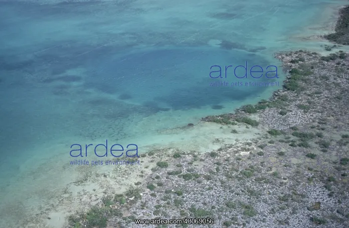 : Blue Hole. Blue hole near Fresh Creek on the island of Andros : Blue Hole. Blue hole near Fresh Creek on the island of Andros