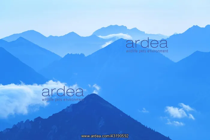 : Blue hour with Lechtaler Alps and small clouds : Blue hour with Lechtaler Alps and small clouds