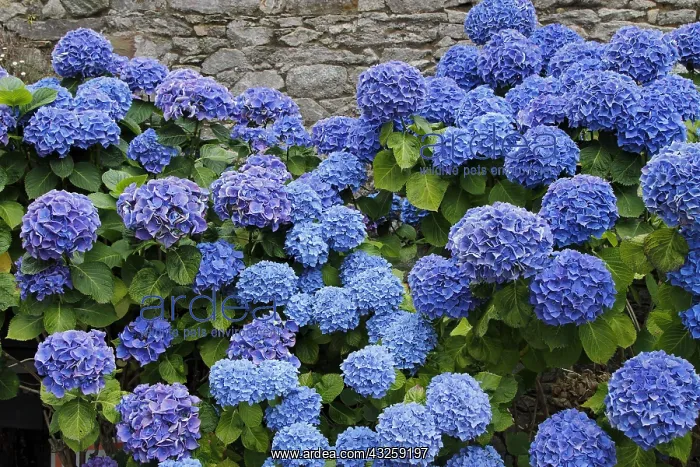 : Blue Hydrangea (Hydrangea macrophylla) in bloom : Blue Hydrangea (Hydrangea macrophylla) in bloom