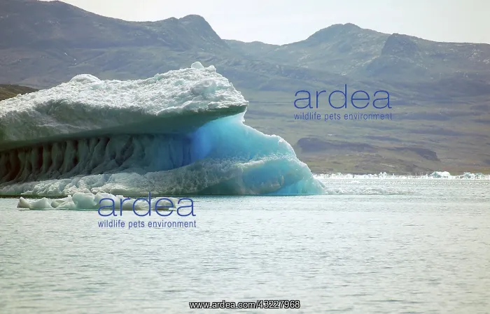 : The blue ice of Qooroq Icefjord, Narsarsuaq : The blue ice of Qooroq Icefjord, Narsarsuaq