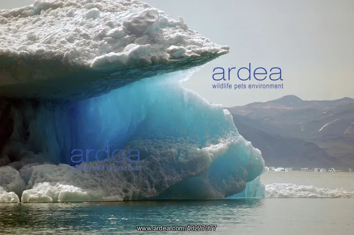 : The blue ice of Qooroq Icefjord, Narsarsuaq : The blue ice of Qooroq Icefjord, Narsarsuaq