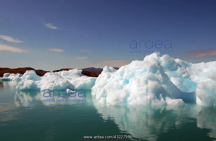 : The blue ice of Qooroq Icefjord, Narsarsuaq : The blue ice of Qooroq Icefjord, Narsarsuaq