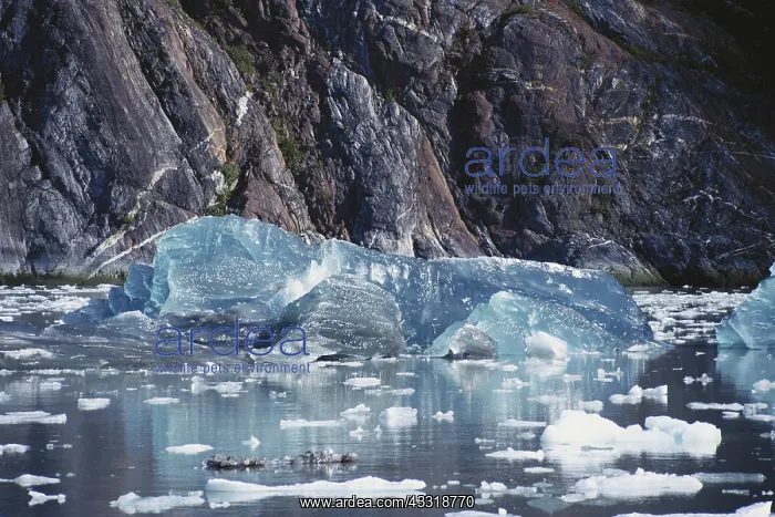 : Blue Iceberg : Blue Iceberg