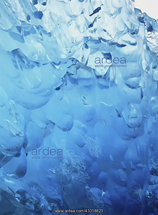: Blue Iceberg : Blue Iceberg