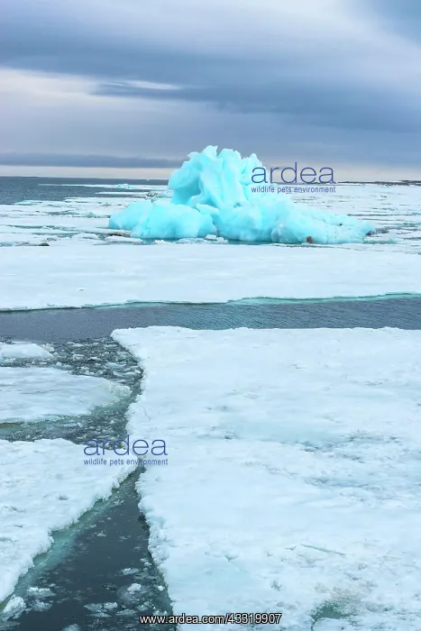 : Blue iceberg drifting in Hinlopen Strait, Spitsbergen : Blue iceberg drifting in Hinlopen Strait, Spitsbergen