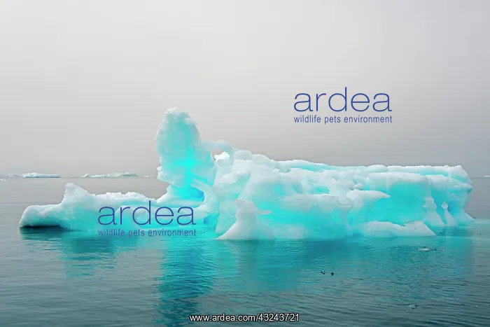 : Blue iceberg in the fjord of Narsarsuaq, Greenland : Blue iceberg in the fjord of Narsarsuaq, Greenland