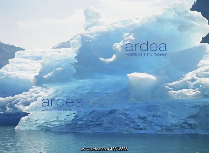 : Blue Icebergs : Blue Icebergs