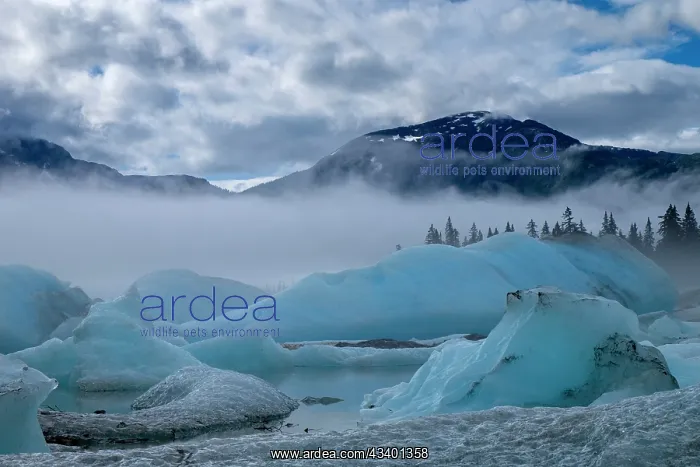  : These blue icebergs are grounded in Shakes Lake