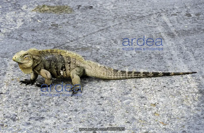 : Blue Iguana : Blue Iguana