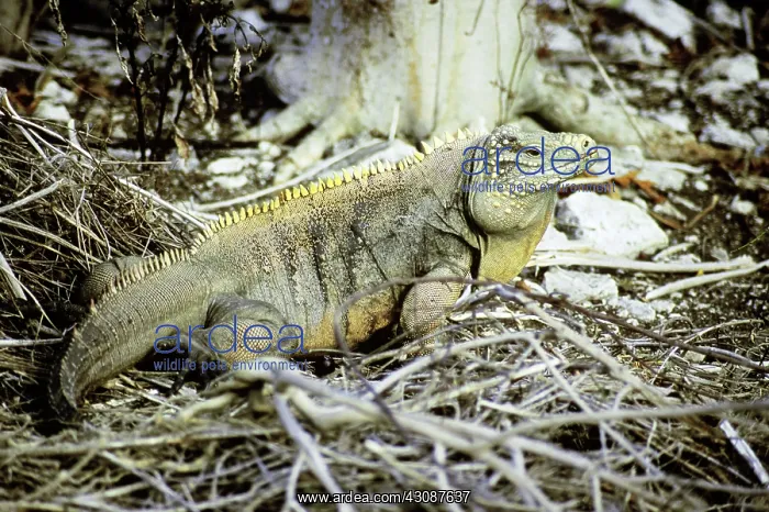: Blue Iguana : Blue Iguana