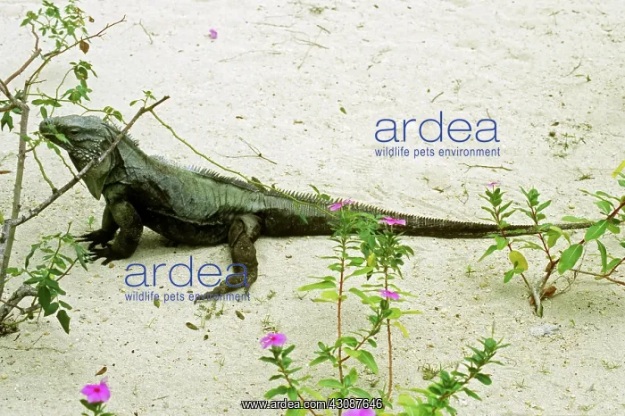 : Blue Iguana : Blue Iguana