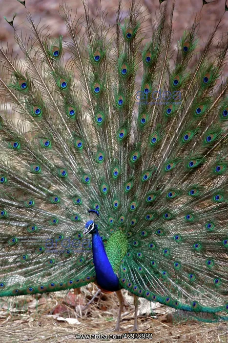 : Blue Indian Peafowl / Peacock - Displaying feathers : Blue Indian Peafowl / Peacock - Displaying feathers