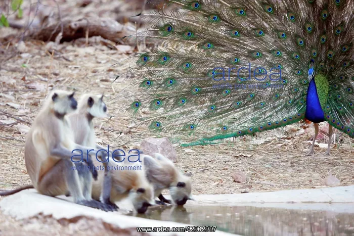 : Blue Indian Peafowl / Peacock - Displaying to Hanuman : Blue Indian Peafowl / Peacock - Displaying to Hanuman