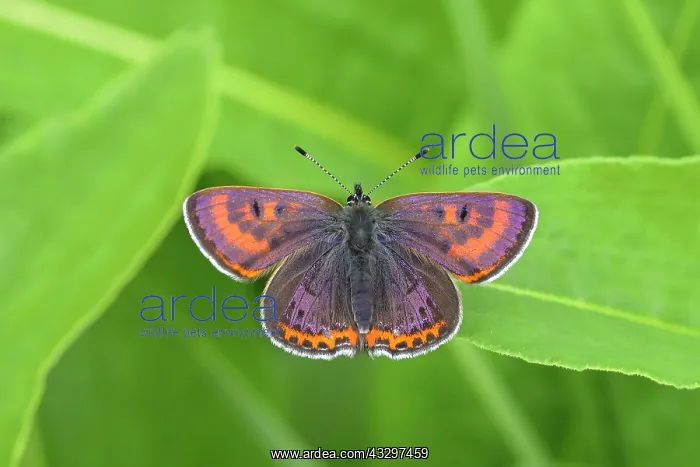 : Blue iris fire butterfly (Lycaena helle), male sitting : Blue iris fire butterfly (Lycaena helle), male sitting