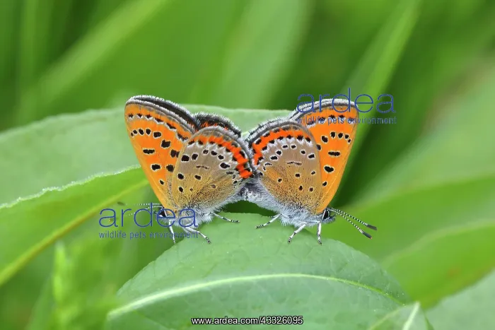 : Blue iris fire butterfly (Lycaena helle), mating : Blue iris fire butterfly (Lycaena helle), mating