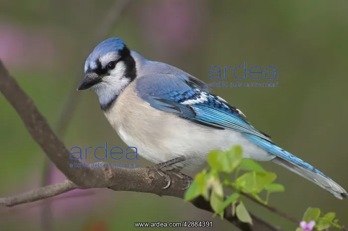 : Blue Jay (Cyanocitta cristata). Great Lakes Region, Point Pelee, Ontario, Canada : Blue Jay (Cyanocitta cristata). Great Lakes Region, Point Pelee, Ontario, Canada
