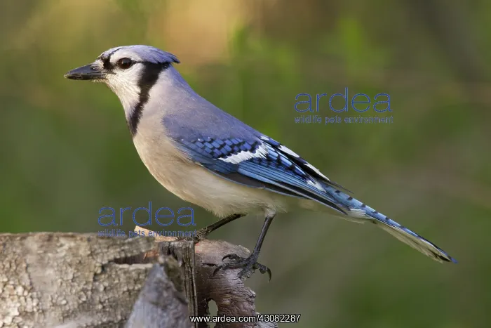 : Blue Jay (Cyanocitta cristata) : Blue Jay (Cyanocitta cristata)