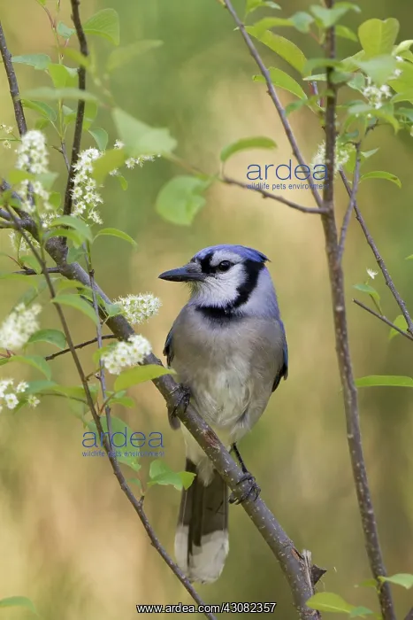 : Blue Jay (Cyanocitta cristata) perched on branch : Blue Jay (Cyanocitta cristata) perched on branch