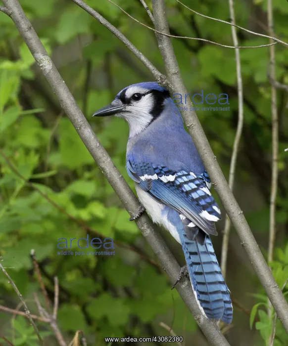 : Blue Jay (Cyanocitta cristata) : Blue Jay (Cyanocitta cristata)